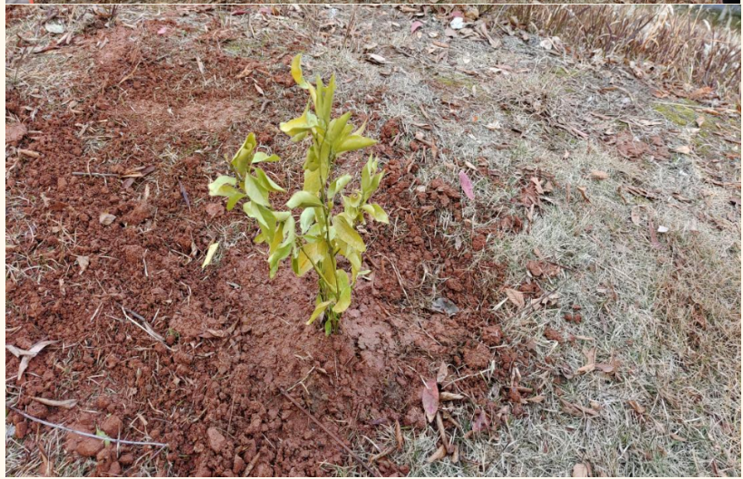 屏幕截图 2025-03-22 195349.png